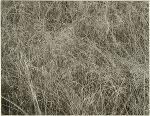 Tráva, 1933. od Alfred Stieglitz