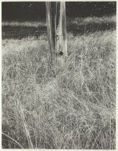 Tráva a stožár, 1933. od Alfred Stieglitz