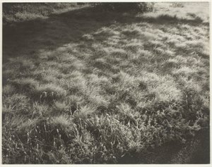 Tráva a mráz od Alfred Stieglitz