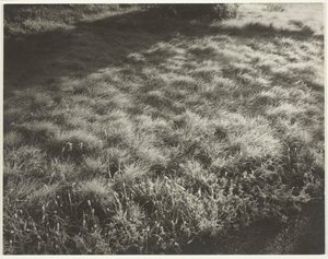 Tráva a mráz, 1934. od Alfred Stieglitz