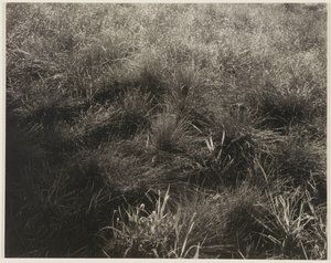 Trávy od Alfred Stieglitz