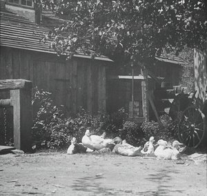 Gutach, 1894. od Alfred Stieglitz