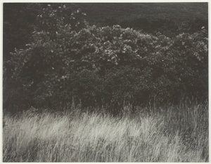 Živý plot a trávy - Lake George od Alfred Stieglitz