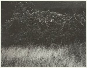 Živý plot a trávy - Lake George, 1933. od Alfred Stieglitz