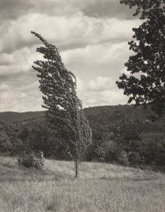 Poplar – Lake George od Alfred Stieglitz