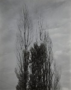Topoly – Lake George od Alfred Stieglitz