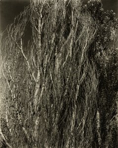 Topoly — Lake George, 1932. od Alfred Stieglitz