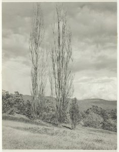 Topoly — Lake George, 1935. od Alfred Stieglitz