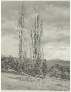 Poplars Lake George od Alfred Stieglitz