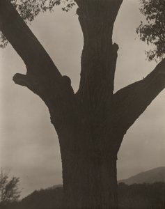 Umírající kaštan od Alfred Stieglitz