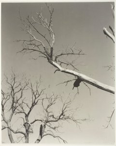 Umírající kaštan - můj učitel od Alfred Stieglitz