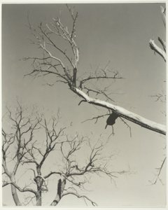 Umírající kaštan - můj učitel od Alfred Stieglitz
