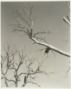 Umírající kaštanovník — můj učitel, 1927. od Alfred Stieglitz