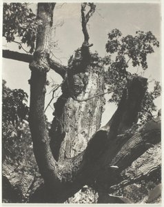 Starý javor – jezero George od Alfred Stieglitz