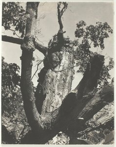 The Old Maple - Lake George, 1926. od Alfred Stieglitz