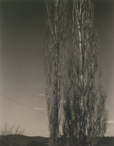 Dva topoly, jezero George od Alfred Stieglitz