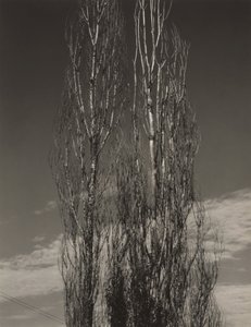 Dvě topoly, jezero George od Alfred Stieglitz