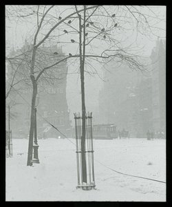 Strom na sněhu, New York od Alfred Stieglitz