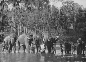 Koupání posvátných slonů v Mahaweli Ganga v Katugastota, c1890, 1910