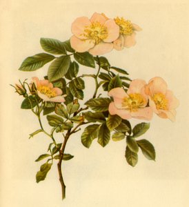 "Psí růže", c1890-1908, 1944.