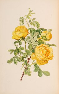 Ilustrace z The genus rosa od Ellen Willmott, 1914.