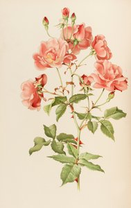 Ilustrace z The genus rosa od Ellen Willmott, 1914.
