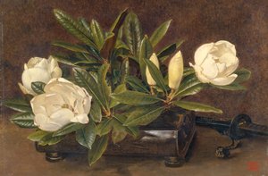 Magnolie, 1867-1920