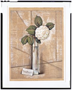 Gardenia in Glass, cca 1936 (kvaš, akvarel a křída na novinovém papíru)