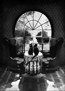 Tajemné černé kočky od Ali Gulec