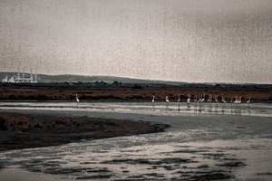 Kongregace, ze série Plameňáci z Camargue, 2017 (ručně malovaná fotografie)