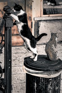 Curiosity, 2017 (fotografie)