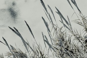 Harvest, 2017 (ručně malovaná fotografie)