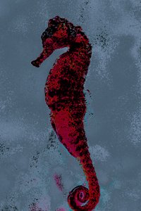 Mořský koník, 2018 (ručně malovaná fotografie)