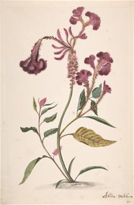 Studie Hanekam Celosia argentea, n. d. od Alida Withoos