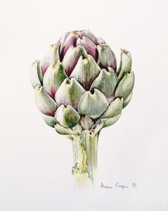 Artyčoková studie, 1993