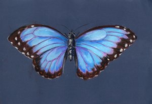 Blue Morpho Butterfly, 2019 (pastel)