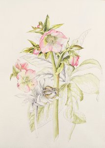 Čemeřice od Alison Cooper