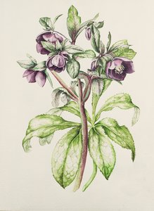 Helleborus Orientalis od Helen Ballard (tmavě fialové květy)