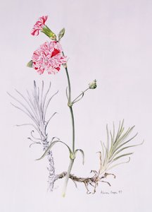 Old Variety of Dianthus, 1997 (wc na papíře) od Alison Cooper