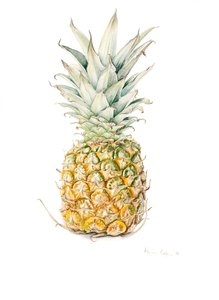 Zralý ananas, akvarel, 2016