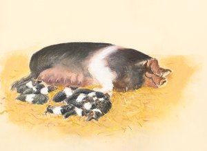 Sedlatá prasnice a selata, 2019 (pastel) od Alison Cooper