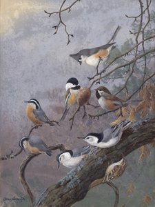 Směs pro ptáky od Allana Brookse