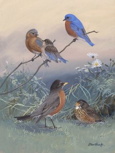 Bluebird, Robin Autor: Allan Brooks