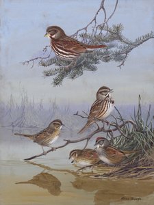 Vrabec od Allana Brookse