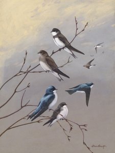 Vlaštovka od Allana Brookse