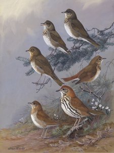 „Thrush“ od Allana Brookse