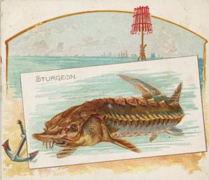Sturgeon, z ryb ze série American Waters N39 pro cigarety Allen & Ginter, 1889.