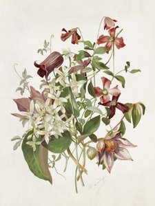 Clematis od Alois Lunzer