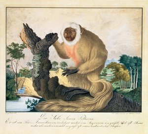 Opice Saki, 1835