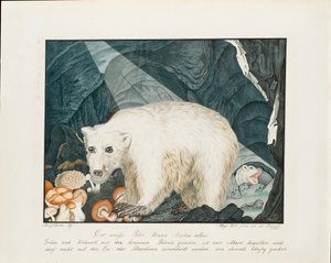 Bílý medvěd, 1844